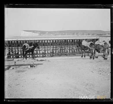 Mules attachées au bord de la digue (Mers-les-Bains)